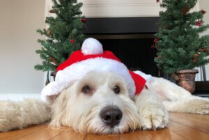 Bailey