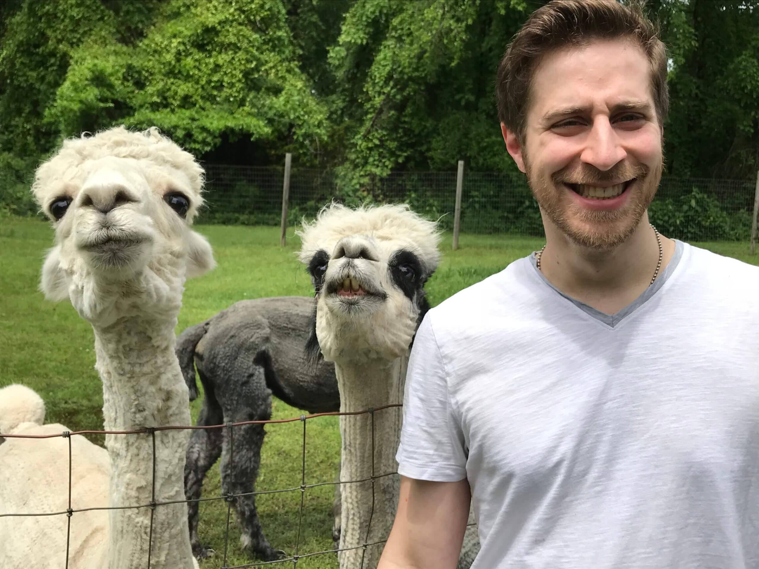 Support your local alpacas