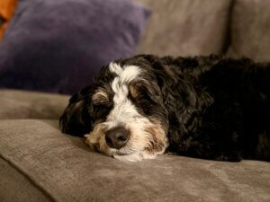 A mini bernedoodle sleeping on a couch