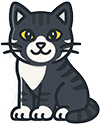 a cat