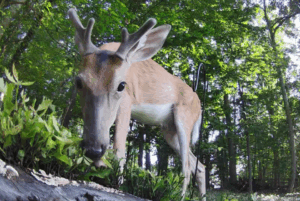buck in the backyard