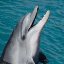 dolphin