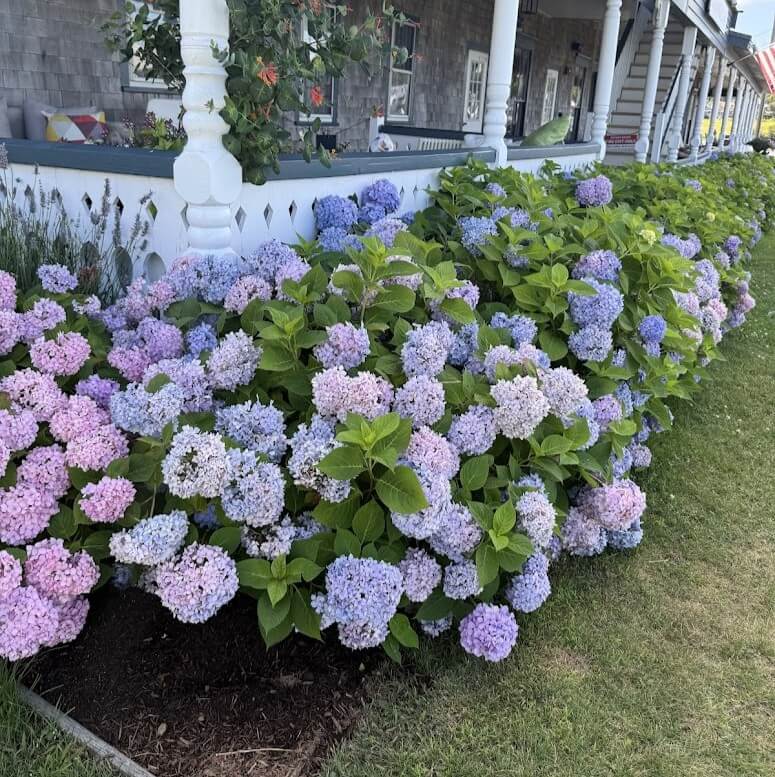 hydrangea