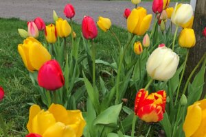 tulips